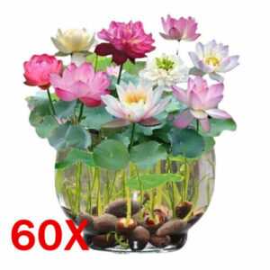 60 Samen Lotus Mix Blumensamen Hand gepflückt Wasserpflanzen Wassergarten Hot