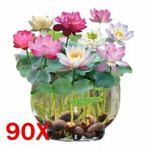 90PCS Samen Lotus Mix Blumensamen Hand gepflückt Wassergarten Pflanzen Samen