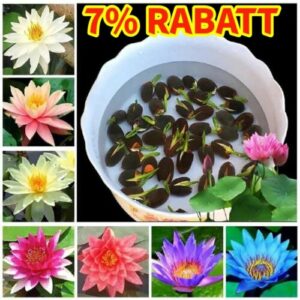 Lotus Mix Blumen samen handverlesen Wasser Pflanzen Wasser Garten 10 Samen Seed