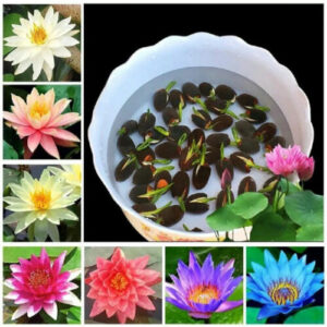 Lotus Mix Blumen samen handverlesen Wasser Pflanzen Garten 10X Samen Seed