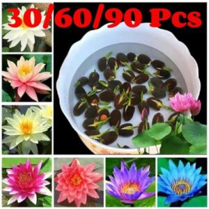 10-90Pcs Lotus Mix Blumen samen handverlesen Pflanzen Wasser Garten Samen Seed