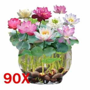 90x Samen Lotus Mix Blumensamen Hand gepflückt Wasserpflanzen Wassergarten