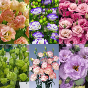 100 Stück Eustoma Grandiflorum Samen Outdoor Blumensamen Garten Hof Deko Seeds