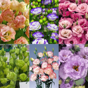 100 Stück Eustoma Grandiflorum Samen Outdoor Blumensamen Garten Hof Deko Seed